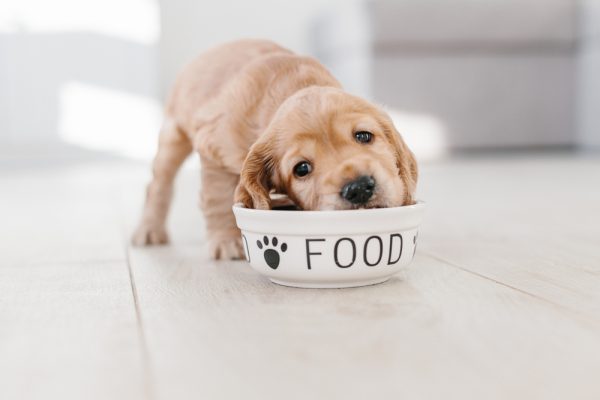 Cocker Spaniel puppy eating from a dog bowl