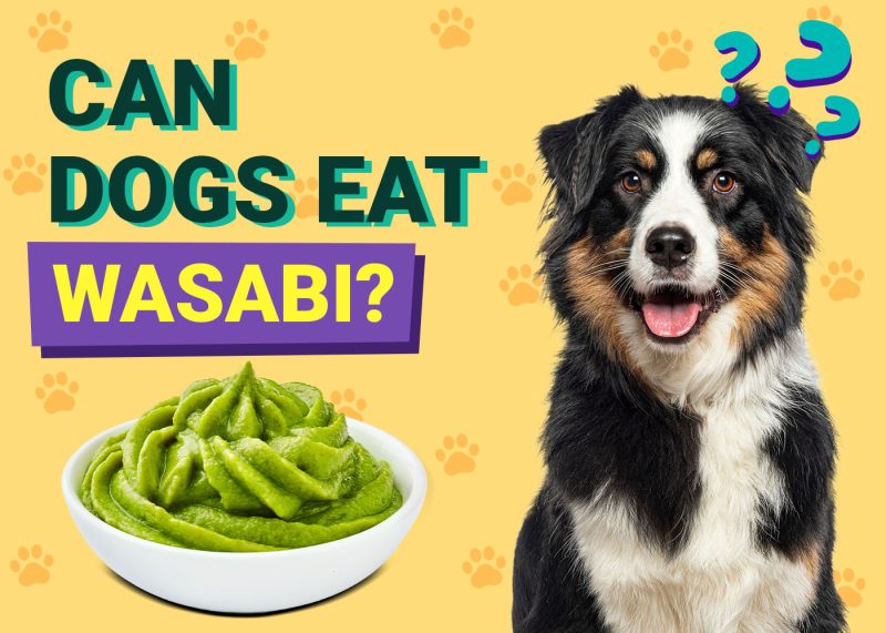 Can Dogs Eat Wasabi