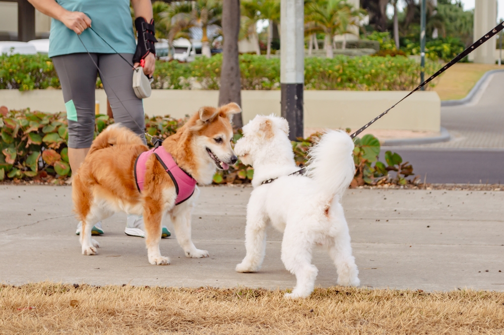 Two dogs meet in the street