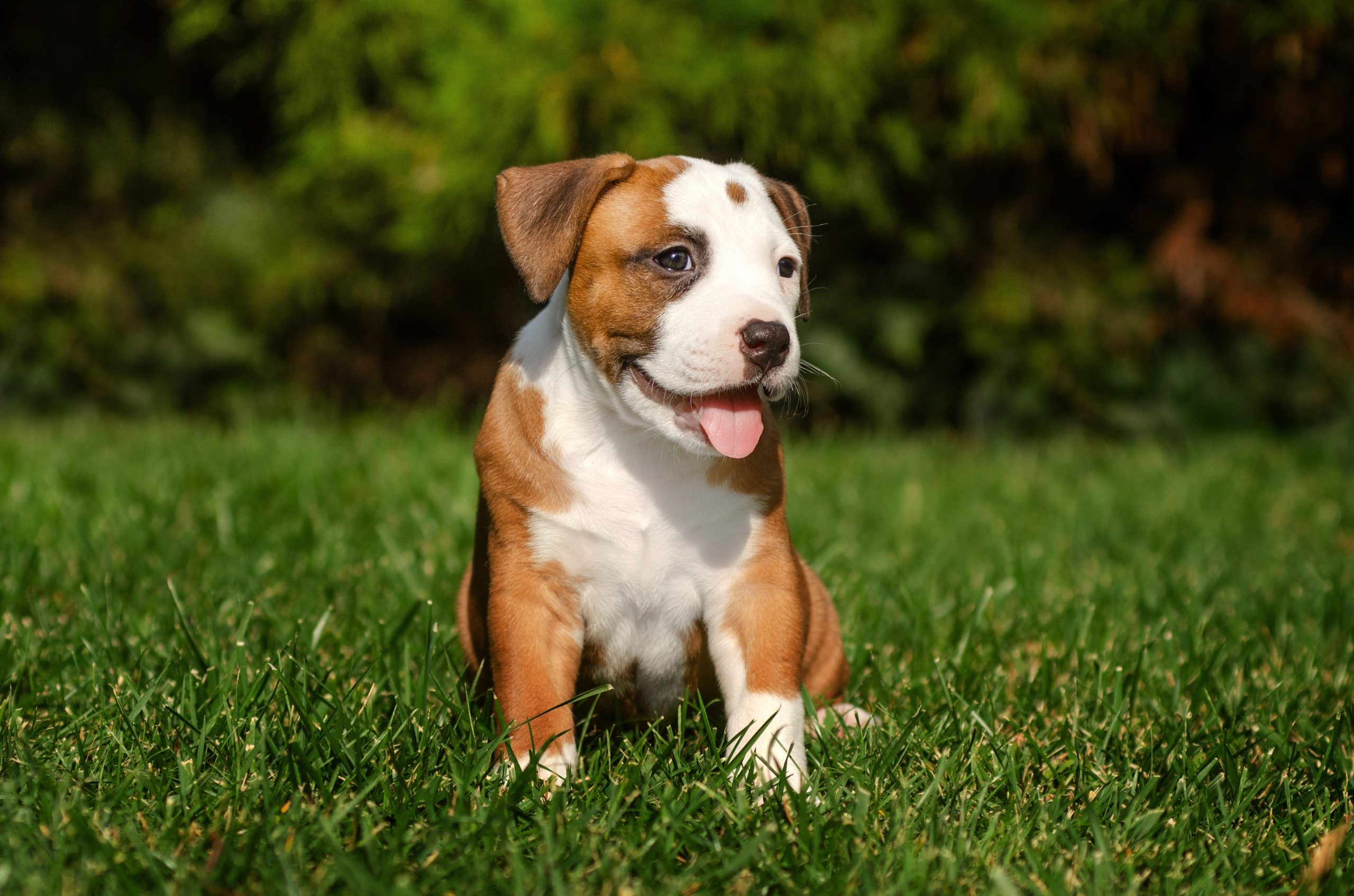 American staffordshire terrier dog cute little puppy sitting on a gradd field