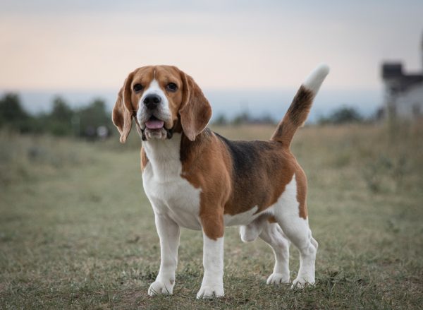 Beagle dog standing on a field