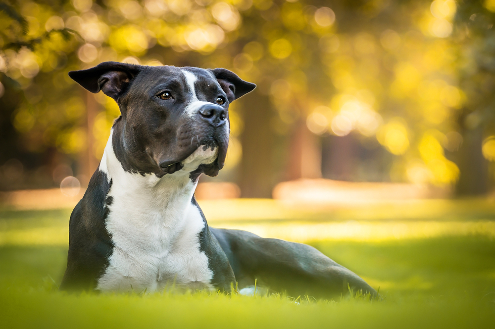 Black And White Beautiful Laying Male American Stafford Shire Terrier In The Autumn Park
