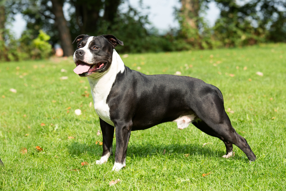 Black & white american staffordshire terrier standing on a grass field