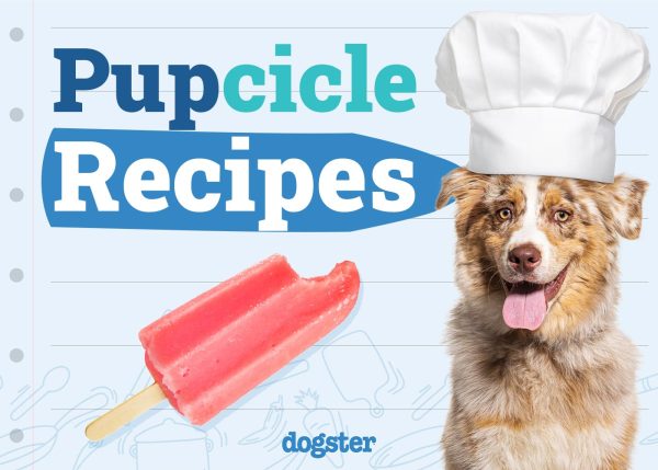 Homemade Pupsicle Recipes for Your Dog