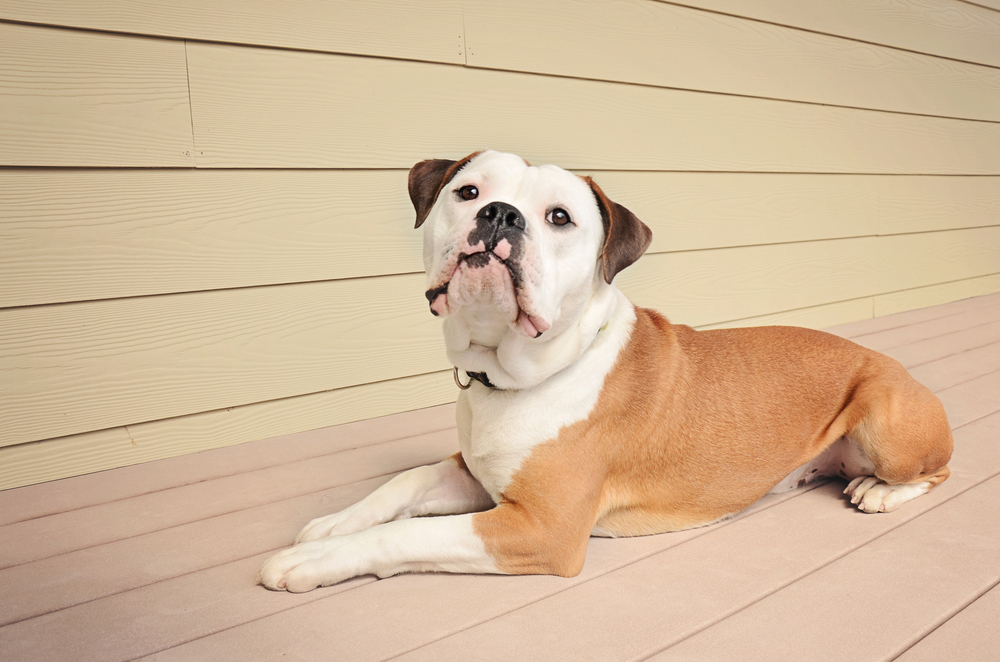 an olde english bulldog lying on wooden floor