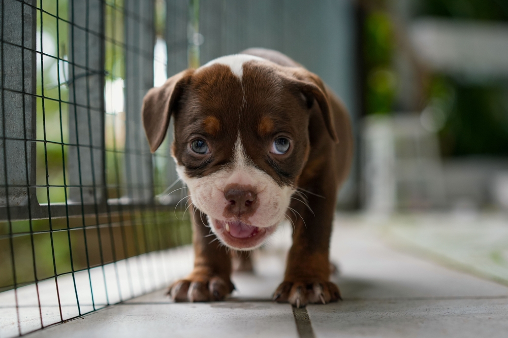 closeup shot of an Olde English Bulldog puppy