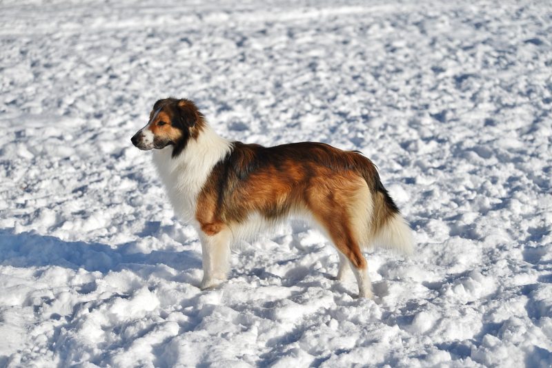 english-shepherd-in-the-snow