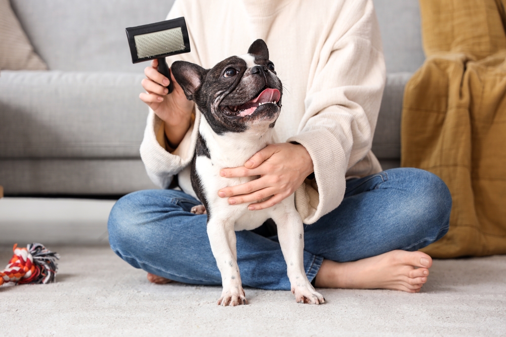 woman brushing her french bulldog at home