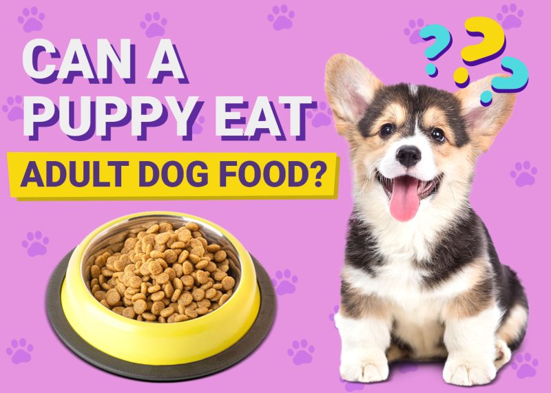 Can a Puppy Eat Adult Dog Food