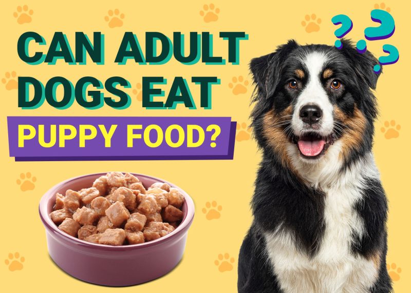 Can Adult Dogs Eat Puppy Food
