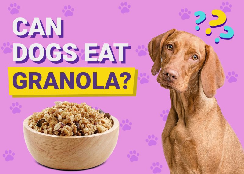 Can Dogs Eat Granola