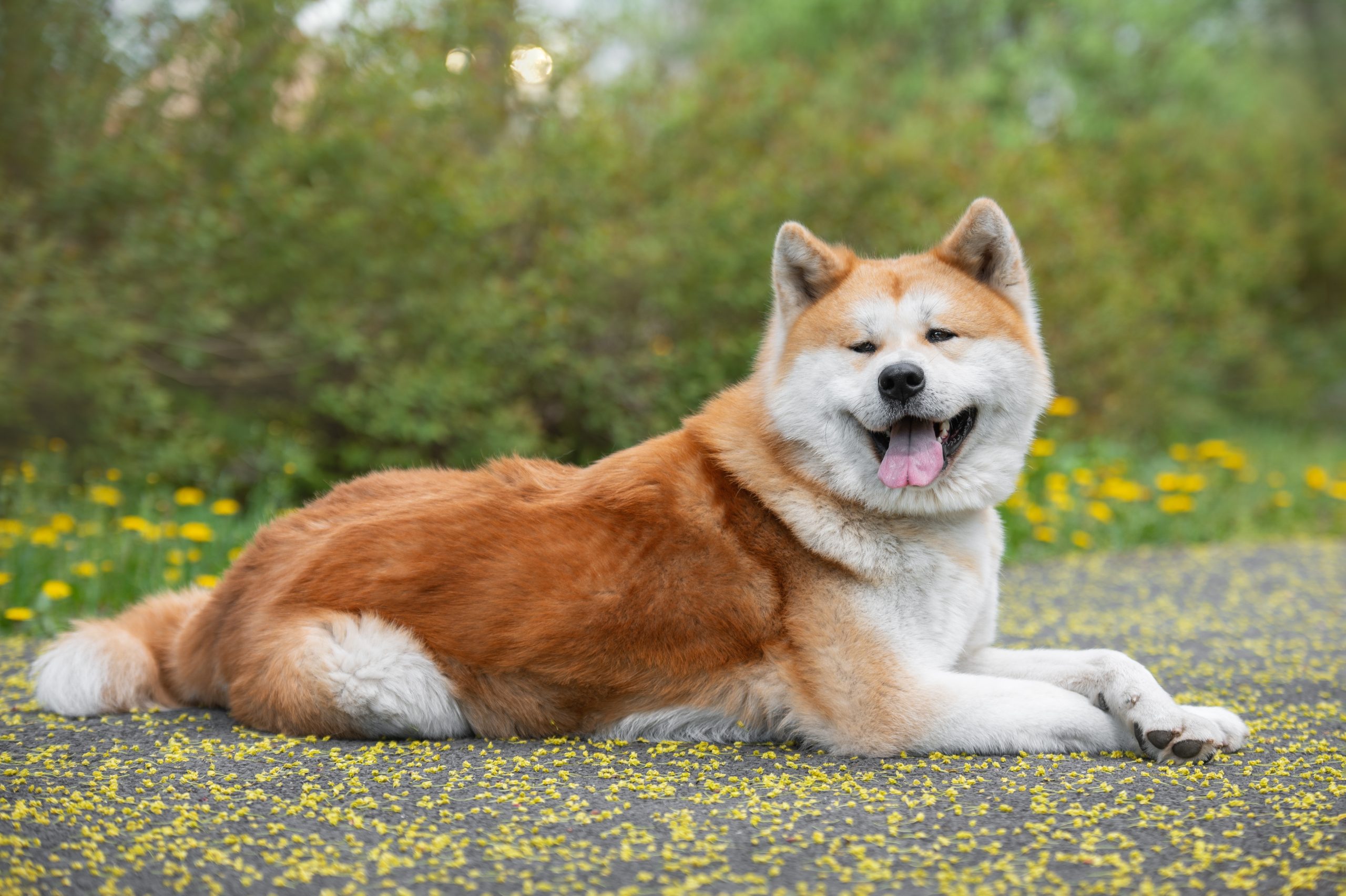 Horizontal portrait of an Akita Inu of the Japanese breed with a long white and red fluffy coat lying