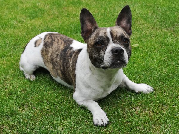 French bullhuahua mix dog lying on the grass