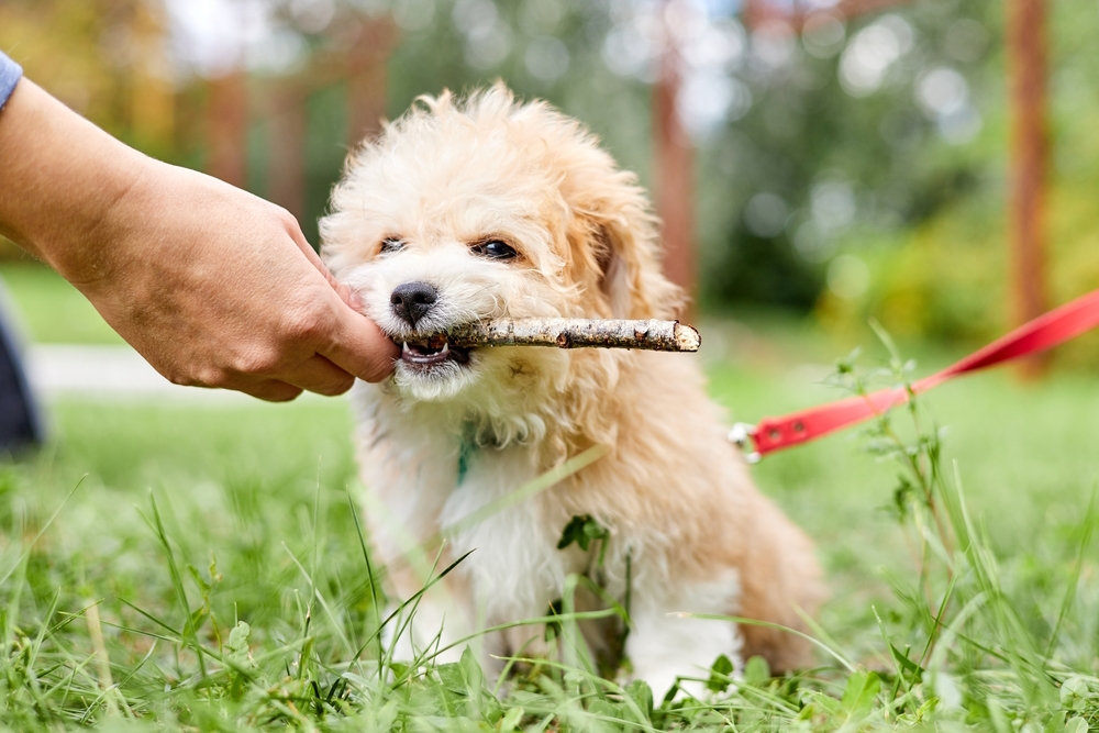 owner-of-the-dog-gives-a-stick-in-the-teeth-of-a-Maltipoo-puppy