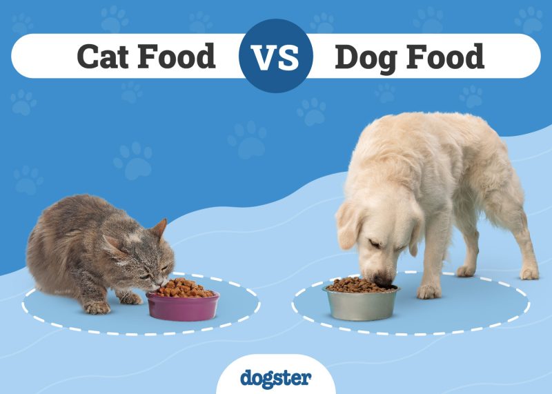 Cat Food VS Dog Food