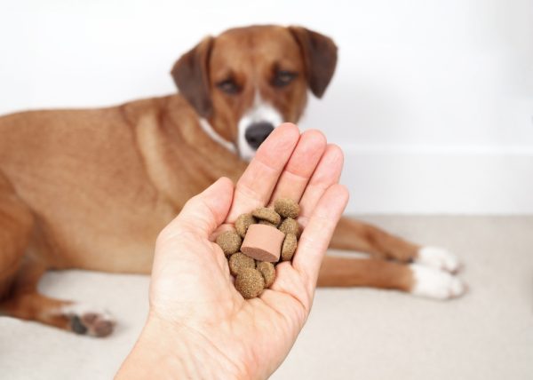 Dog dewormer with food in hand of owner in front of dog