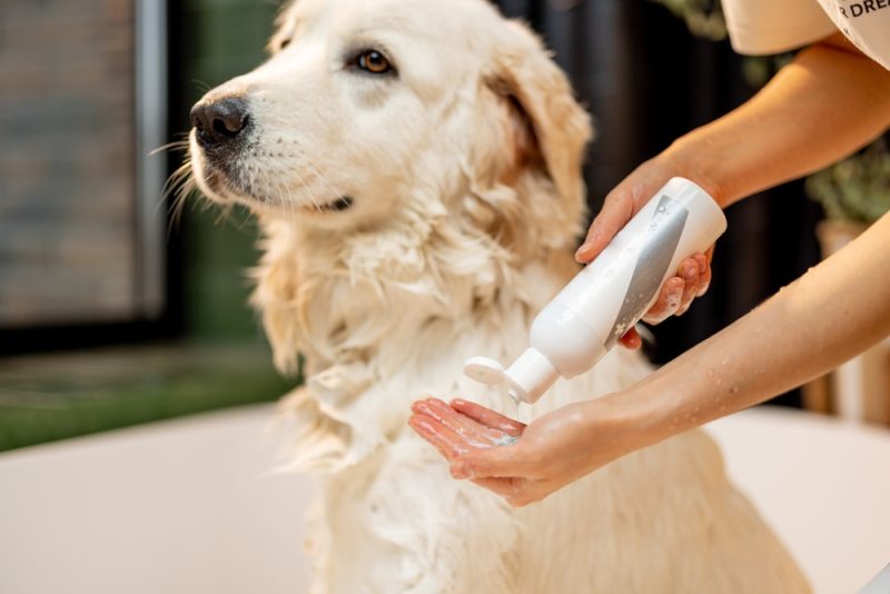 woman pouring shampoo on hand, washing her dog in bathtub