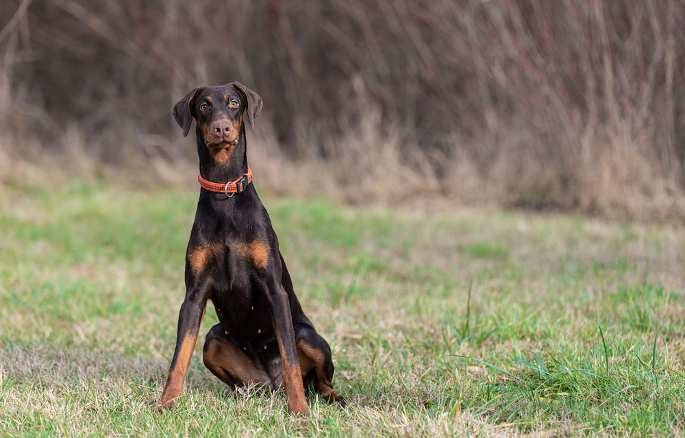 Brown color Doberman Pinscher dog in the park