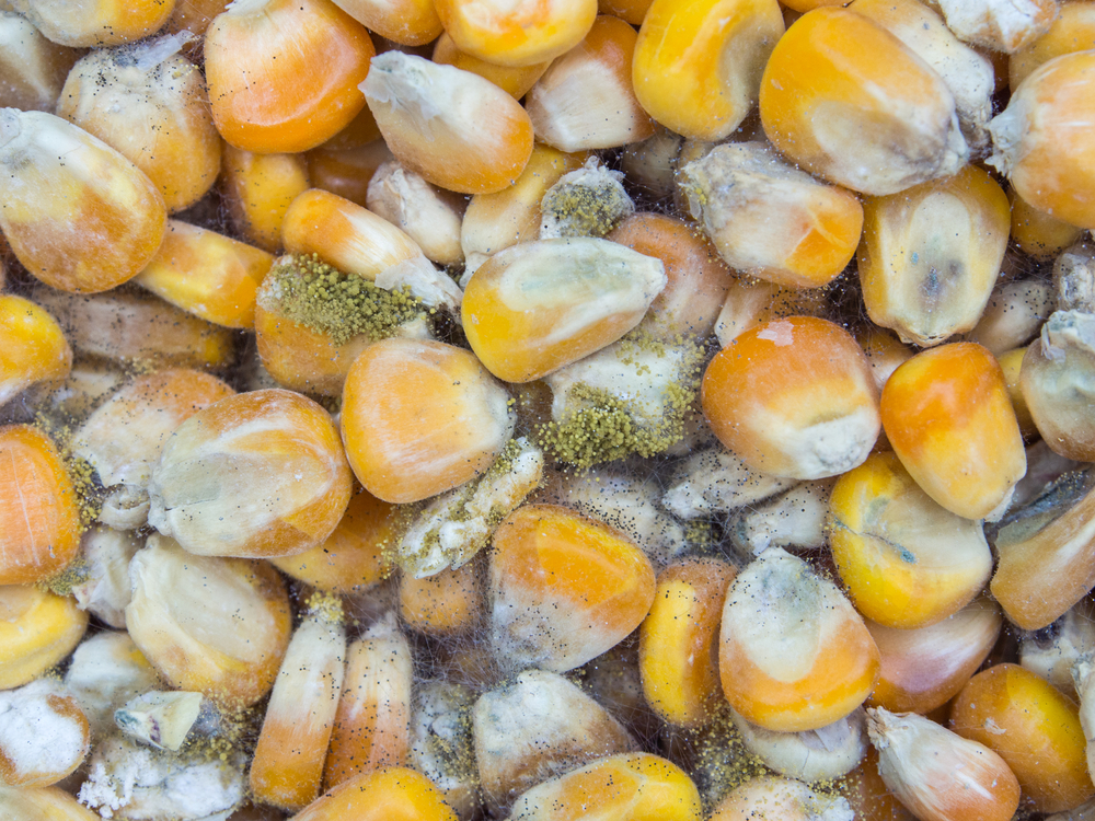 Corn kernels with molds everywhere