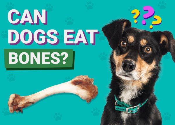 Can Dogs Eat Bones