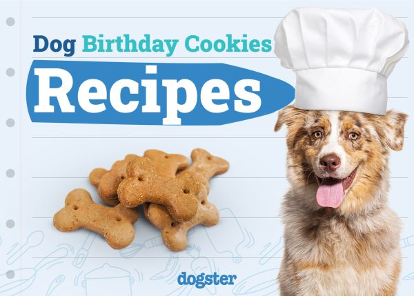 Dog Birthday Cookie Recipes to Treat Your Pup With