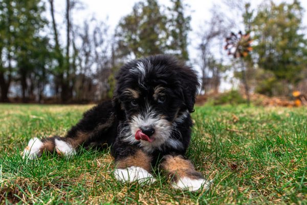 Bernedoodle Puppy lying on the ground