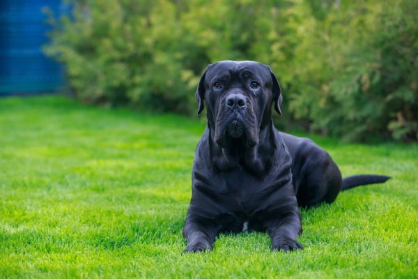 Black Cane Corso