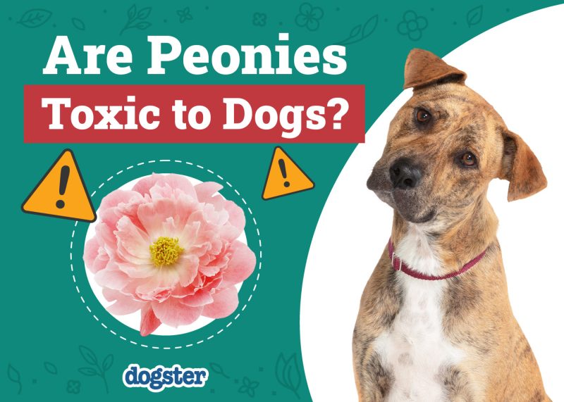 Dogster_Are Peonies Toxic to Dogs
