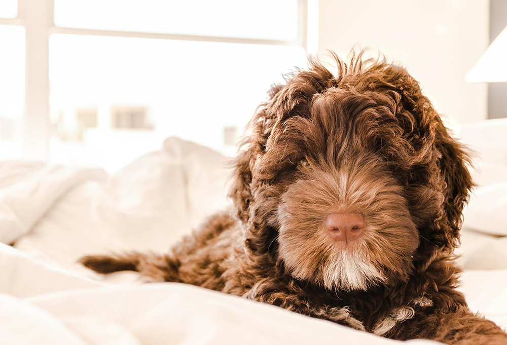 brown portuguese water dog