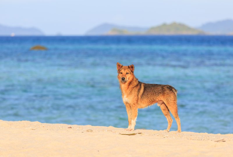 Akita Rhodesian Ridgeback dog on the beach