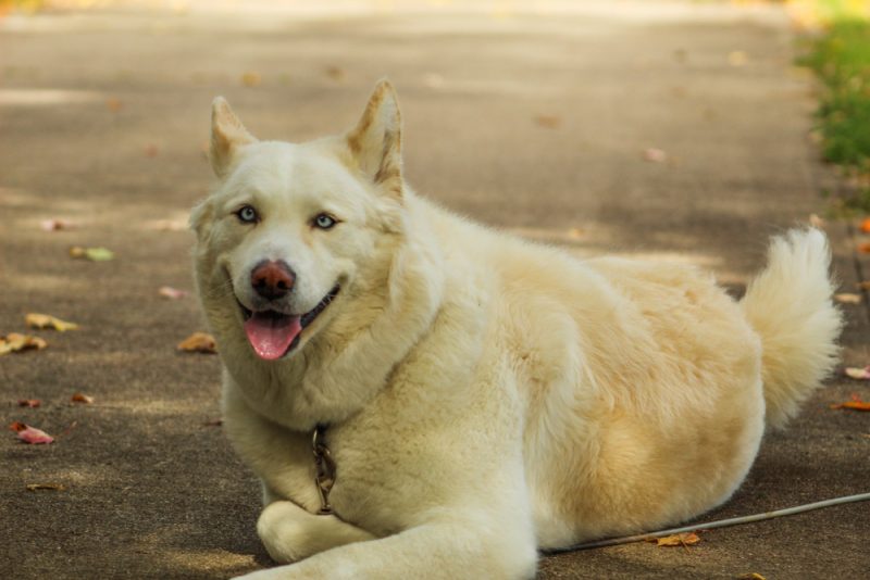 huskita dog lying on the ground