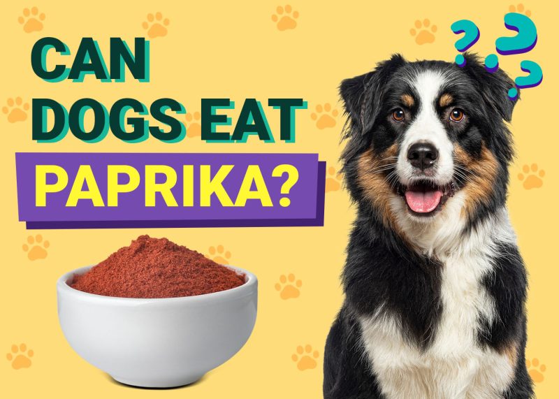 Can Dogs Eat Paprika
