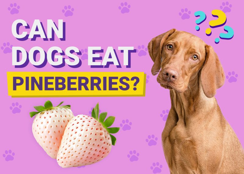 Can Dogs Eat Pineberries