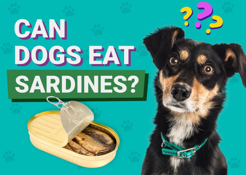 Can Dogs Eat Sardines