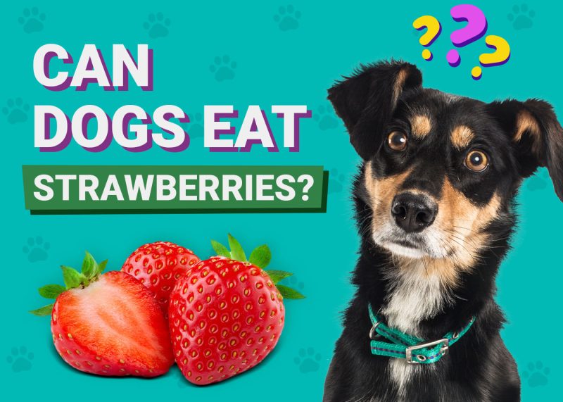 Can Dogs Eat Strawberries