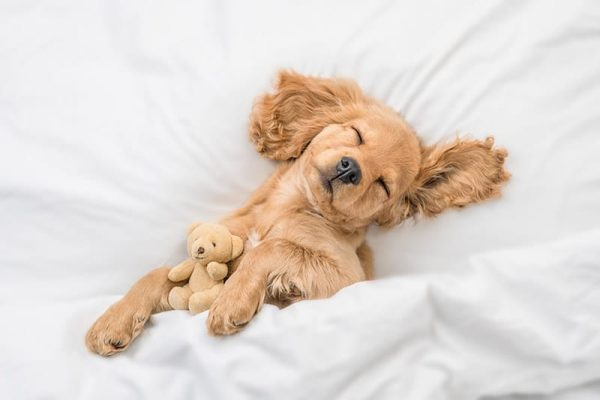 English Cocker spaniel puppy sleeping