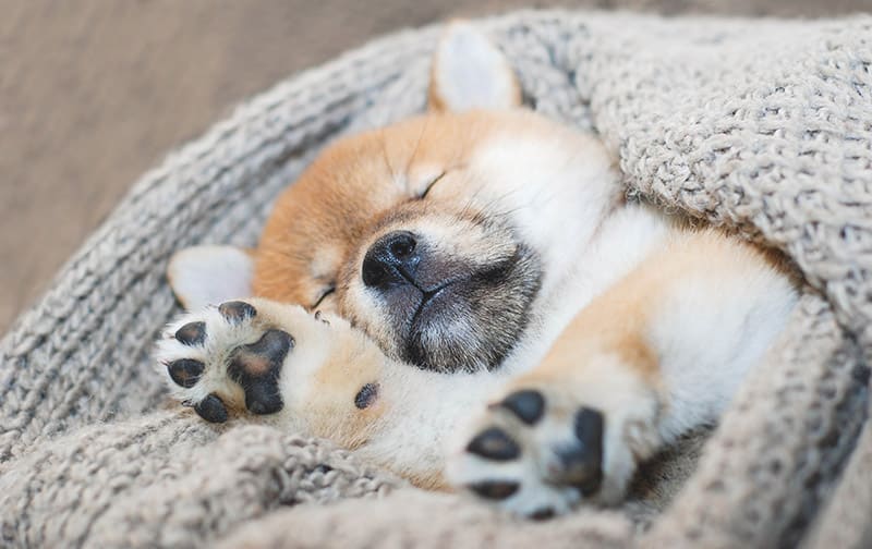 Shiba Inu puppy sleeping soundly