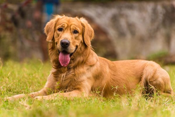 A happy Golden Retriever adult male dog relaxing in a park