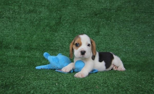 Beagle puppy 2 months old