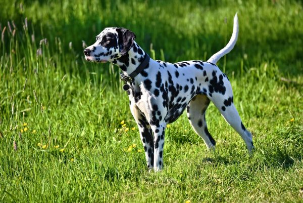 Dalmatian dog standing in a field