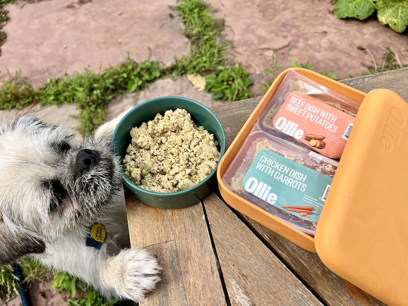 White fluffy dog looking at Ollie fresh dog food chicken and beef recipes on table