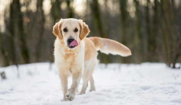 Golden Retriever licking nose while walking in snow