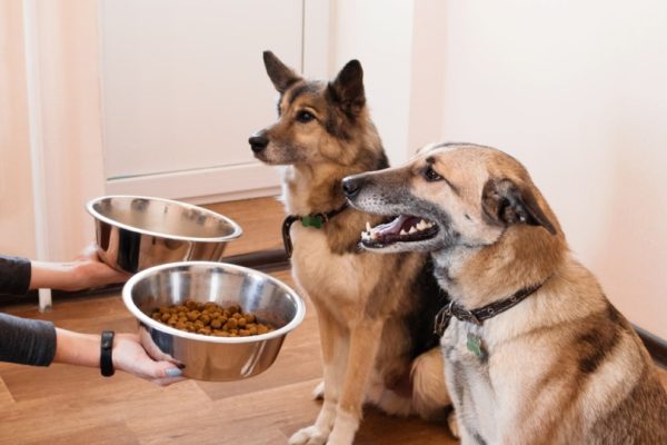 Hunting dog eating