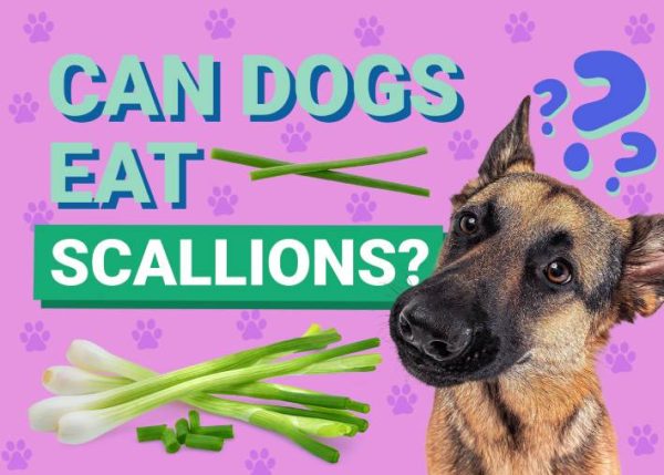 Can Dogs Eat Scallions