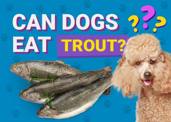 Can Dogs Eat_trout
