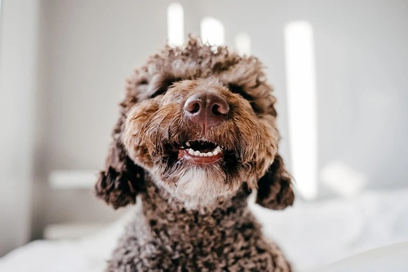 a close-up of spanish water dog