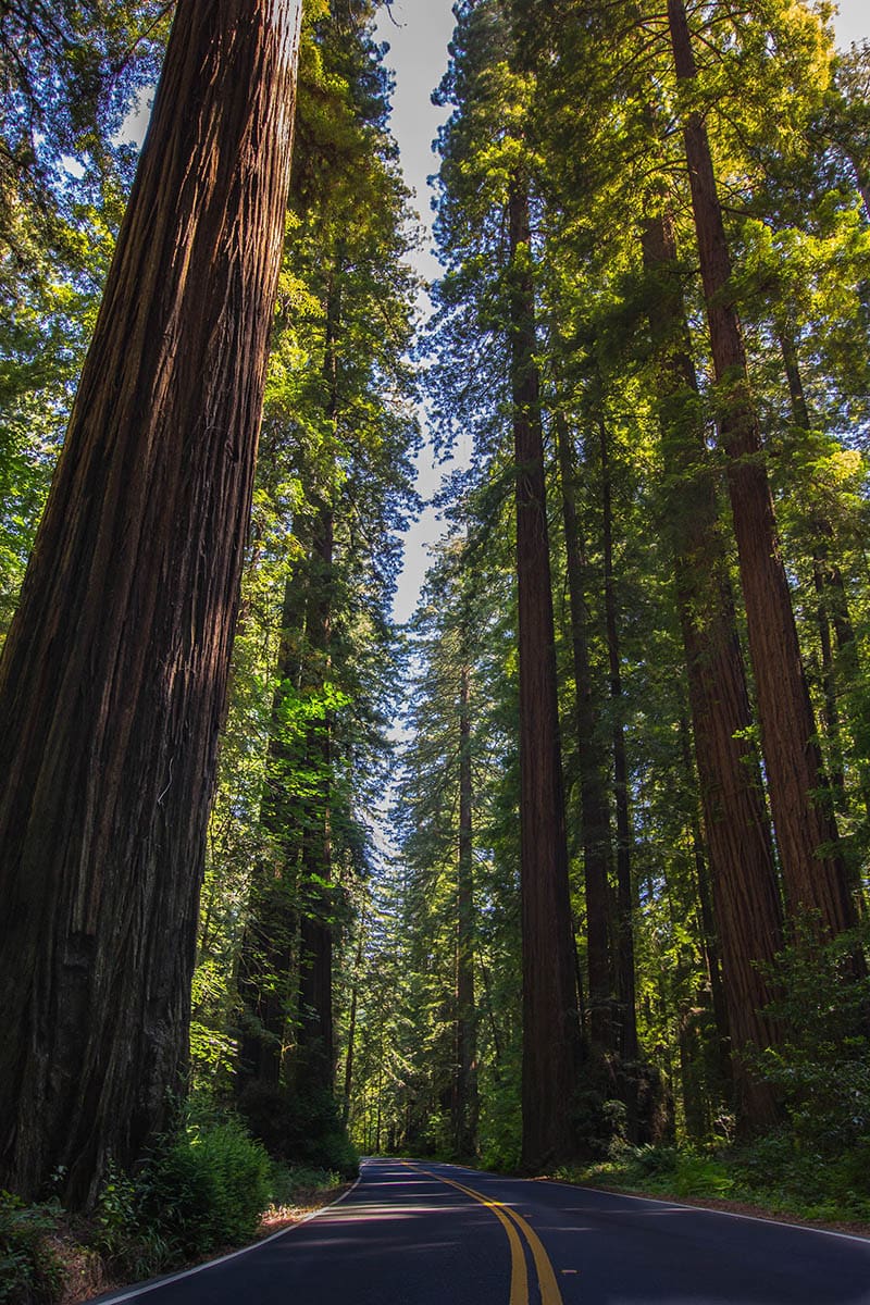 asphalt road in redwood national park