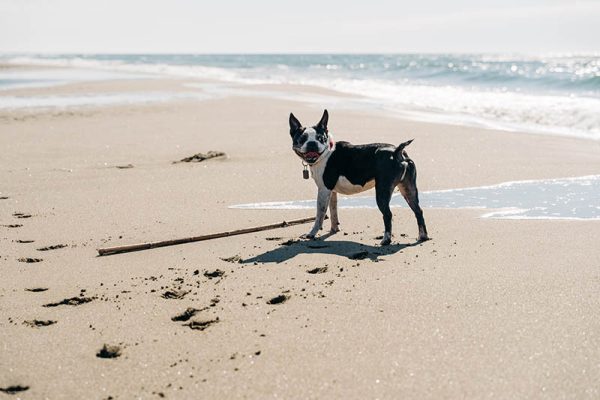 black and white french bulldog at the beach