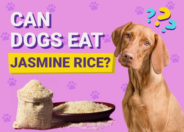 Can Dogs Eat Jasmine Rice