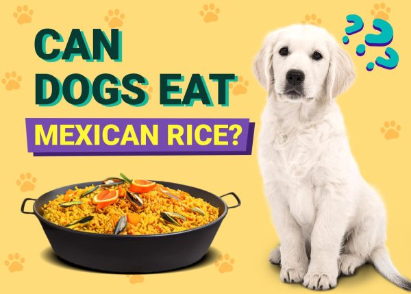 Can Dogs Eat Mexican Rice